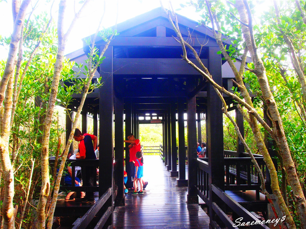 新豐紅樹林｜來新竹人氣景點紅毛港遊憩區看水筆仔吧!