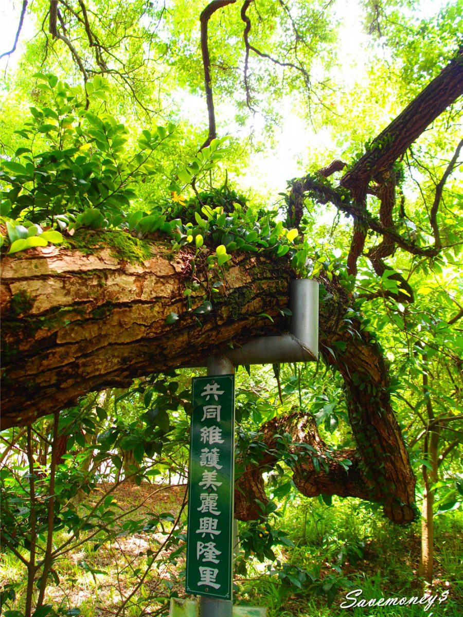 貓頭鷹步道｜太平興隆社區秘境,還有400年老樟樹