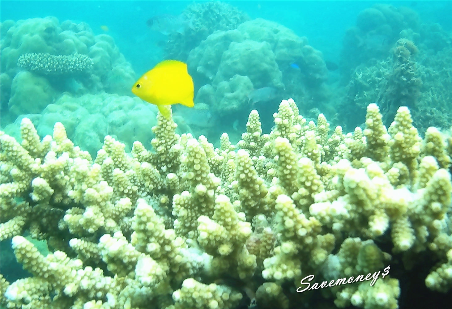 菲律賓巴拉望水上活動｜浮潛跳島,還有超便宜海鮮吃到飽