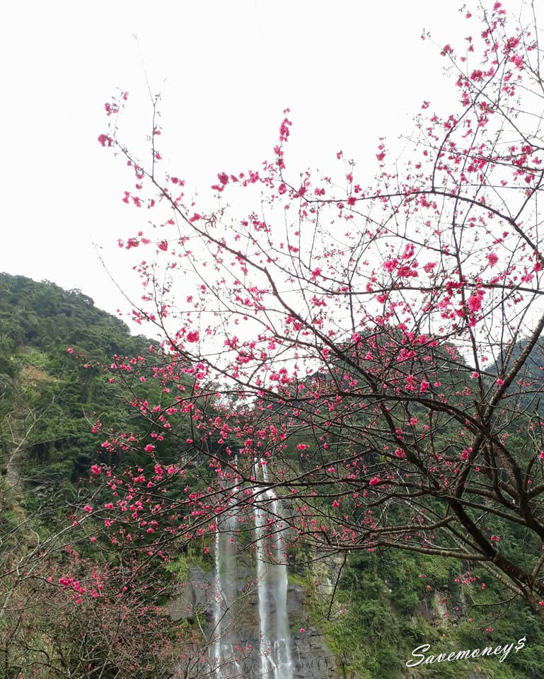 新北景點│烏來一日遊:賞櫻花觀瀑布搭台車,泰雅民族博物館(上)