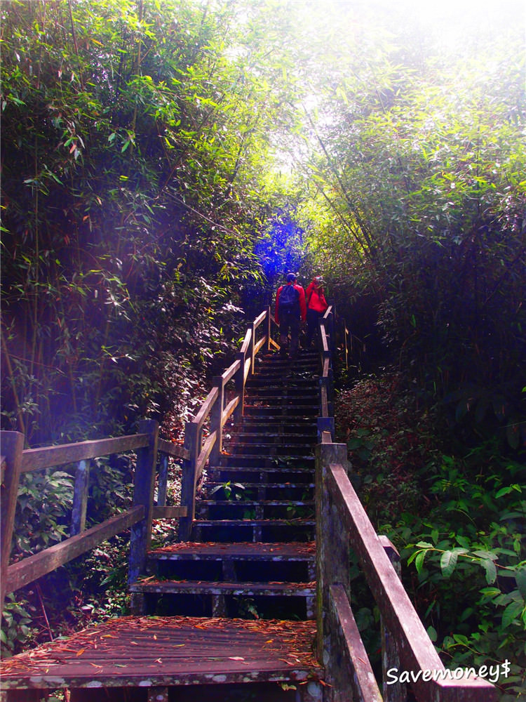 嘉義景點｜阿里山隙頂二延平步道,享受森林浴和茶園風光