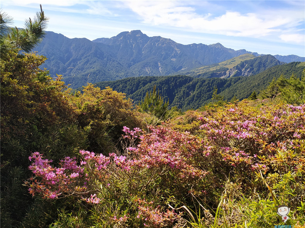 合歡北峰｜新手也可以完登的百岳,杜鵑花季最美
