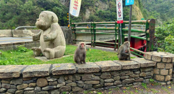 台東景點｜登仙橋遊憩區,在地人帶路泰源幽谷看猴子大軍