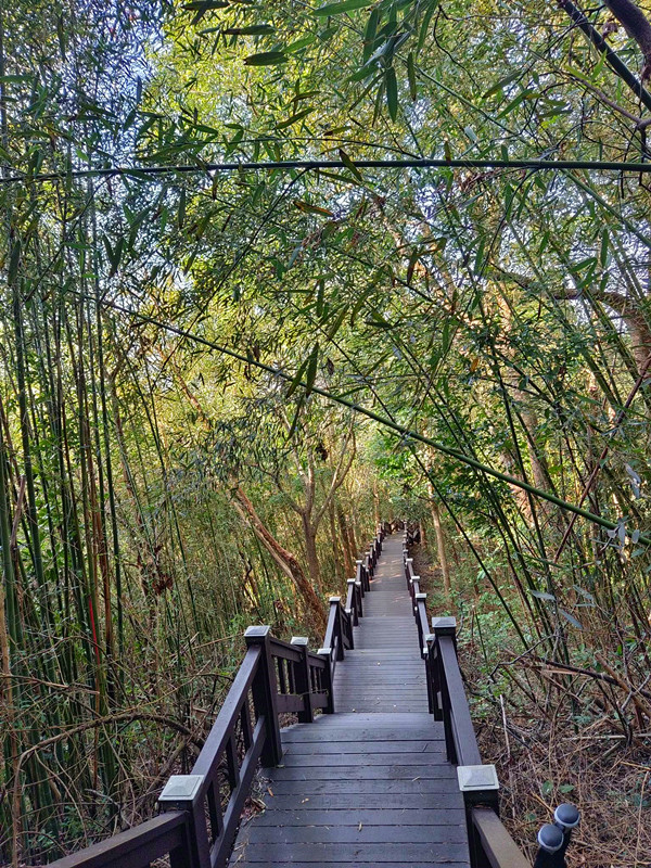 后里鳳凰山步道