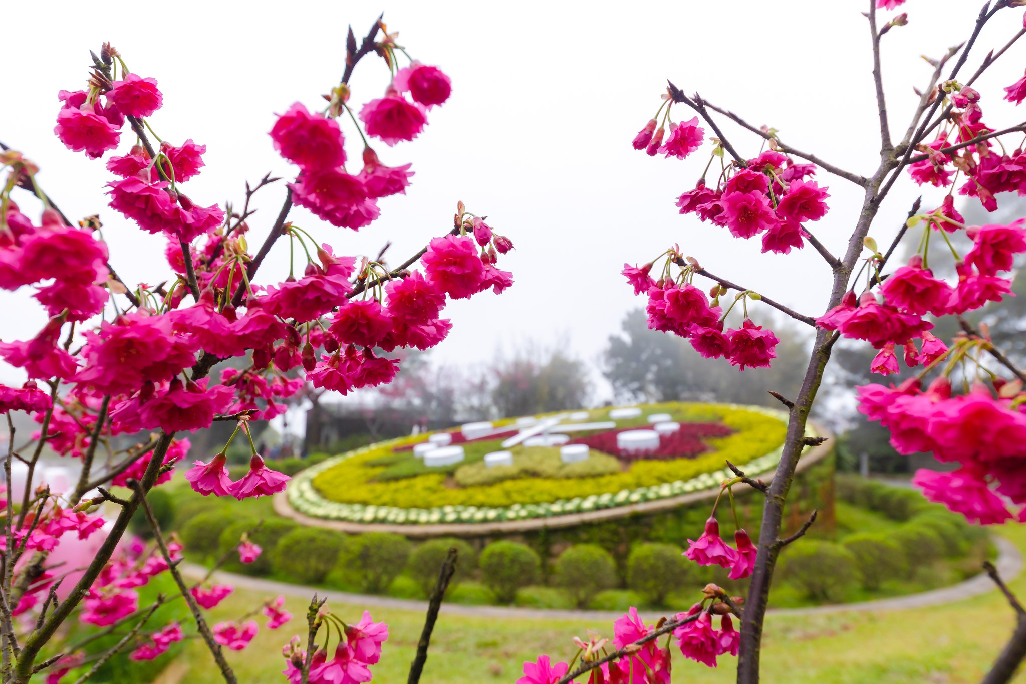 2025陽明山花季