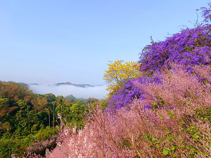 瑰蜜甜心玫瑰園