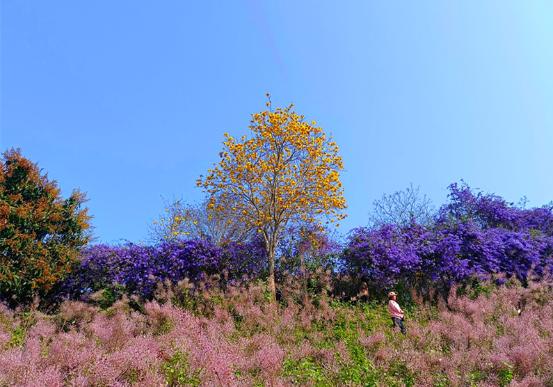 瑰蜜甜心玫瑰園