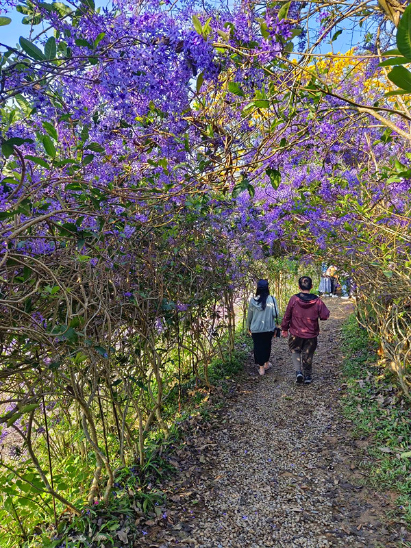 瑰蜜甜心玫瑰園