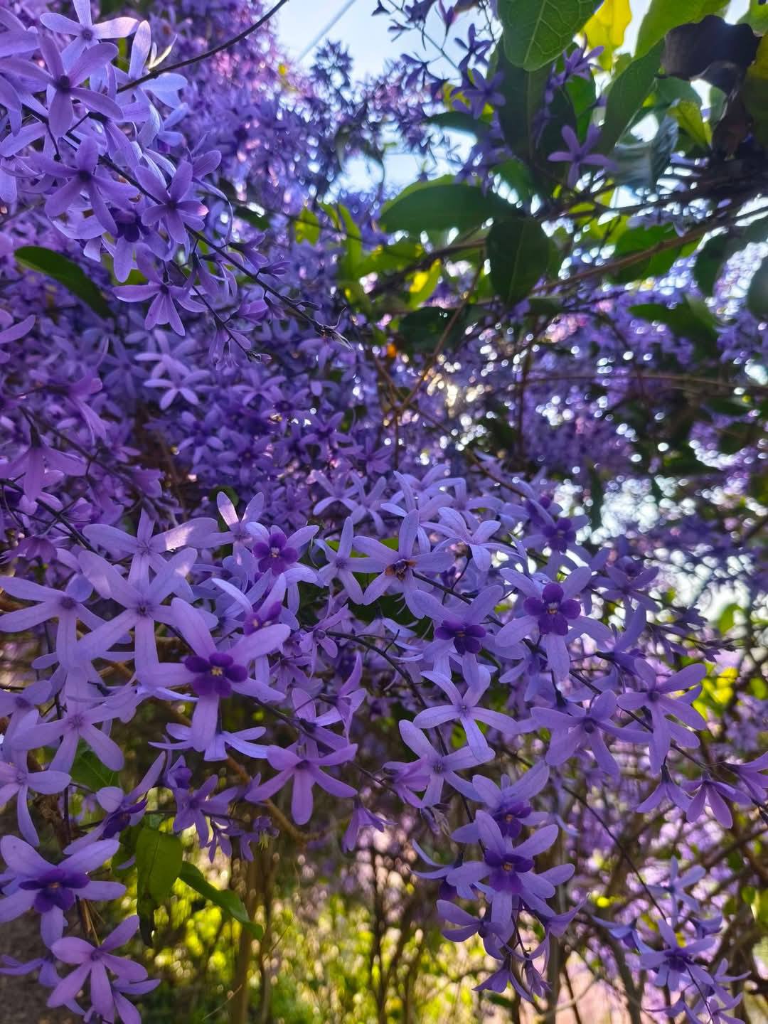 瑰蜜甜心玫瑰園