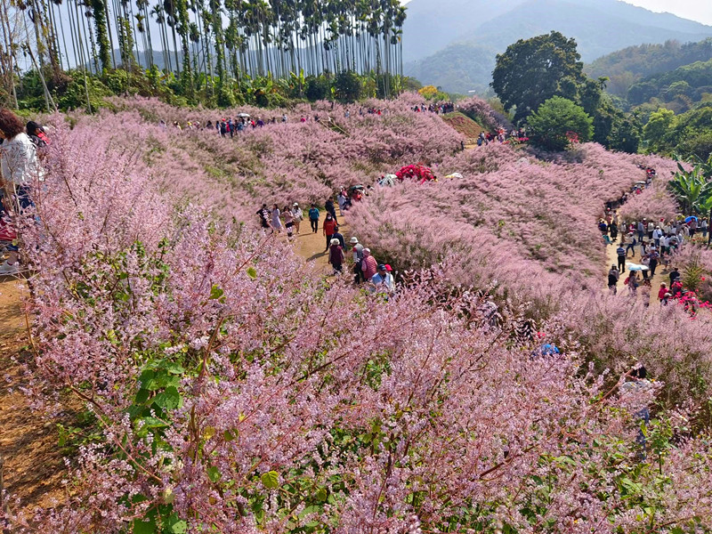 瑰蜜甜心玫瑰園