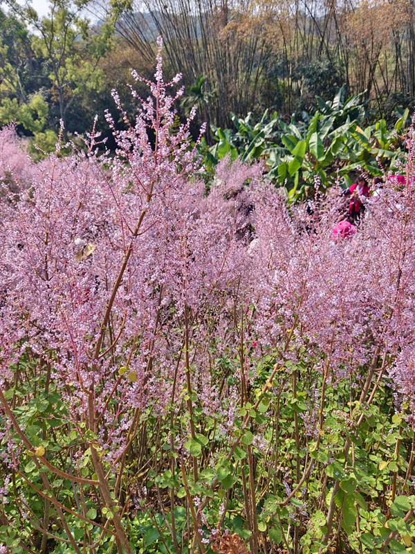 瑰蜜甜心玫瑰園