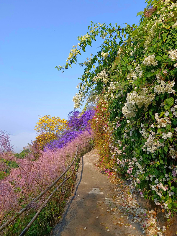 瑰蜜甜心玫瑰園