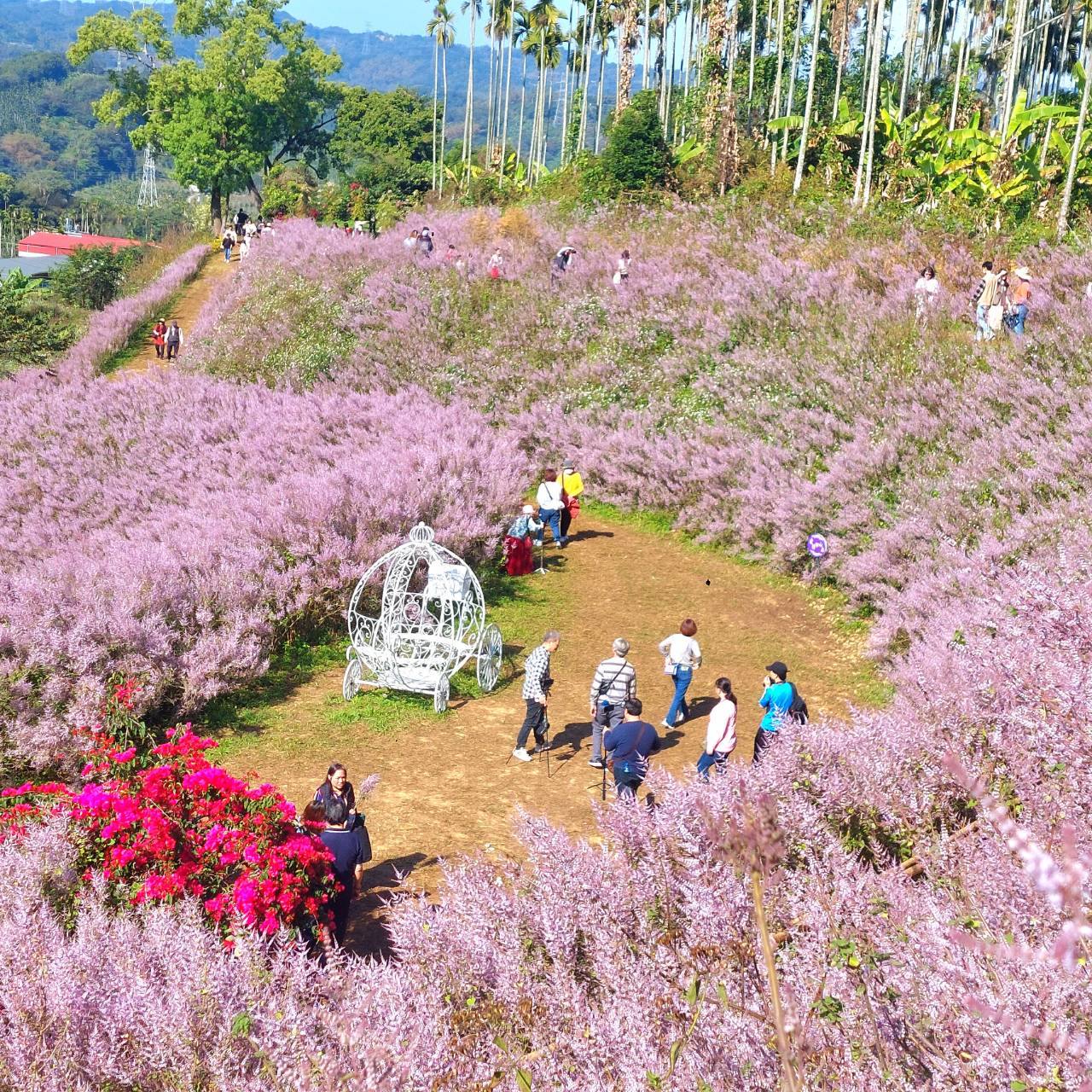 瑰蜜甜心玫瑰園